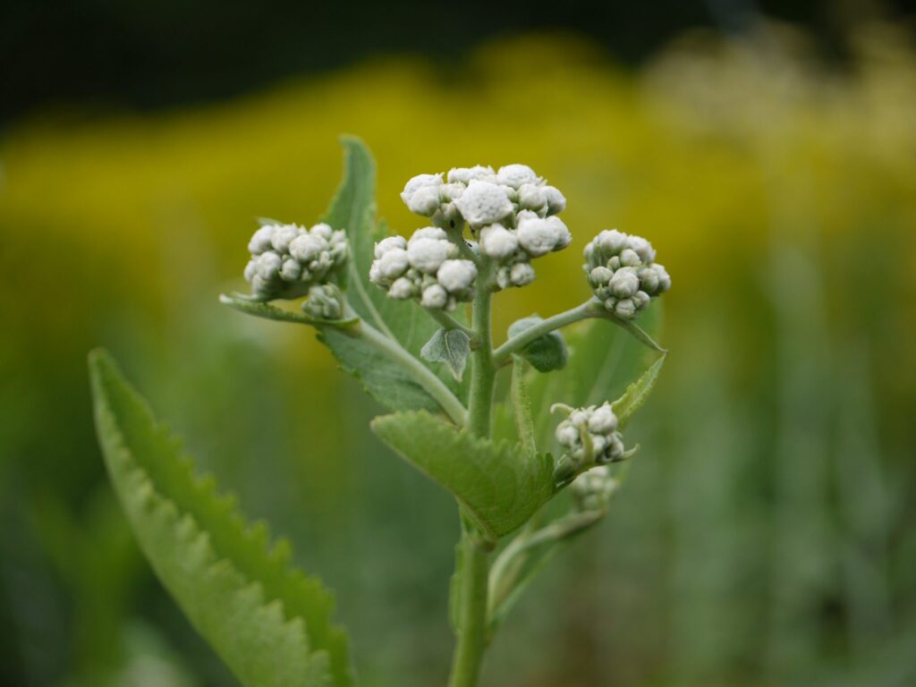 Parthenium destroying yields