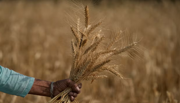 Punjab wheat farmers