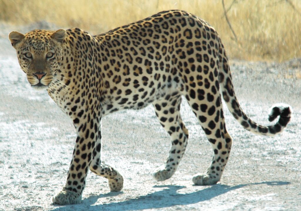 leopard