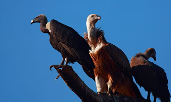 Vultures