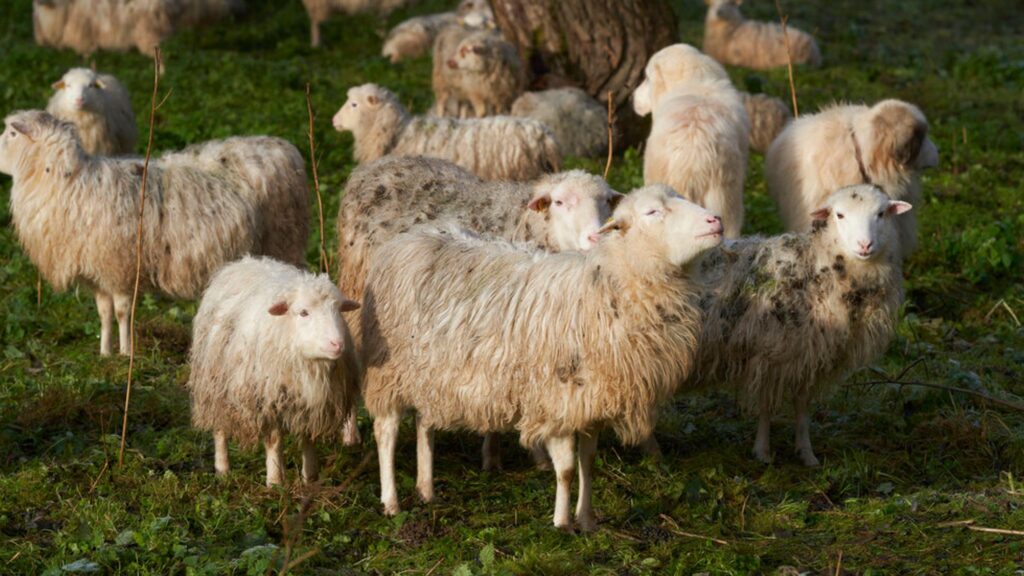 Sheep cannabis