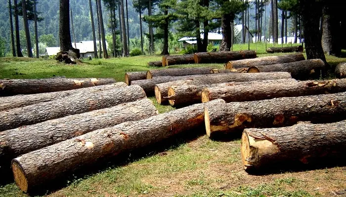 timber mafia