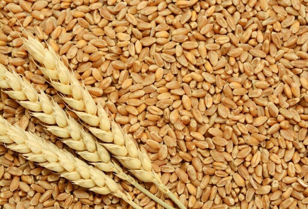 wheat subsidy