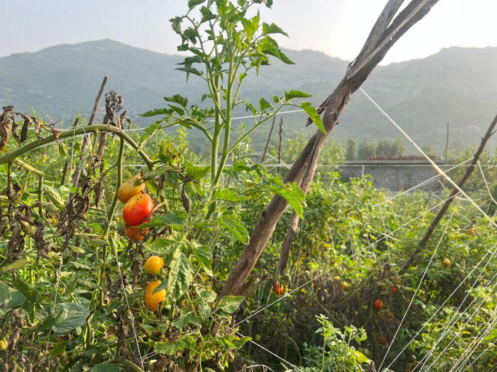 From fields to forks — how climate change impacts food supplies in Pakistan?
