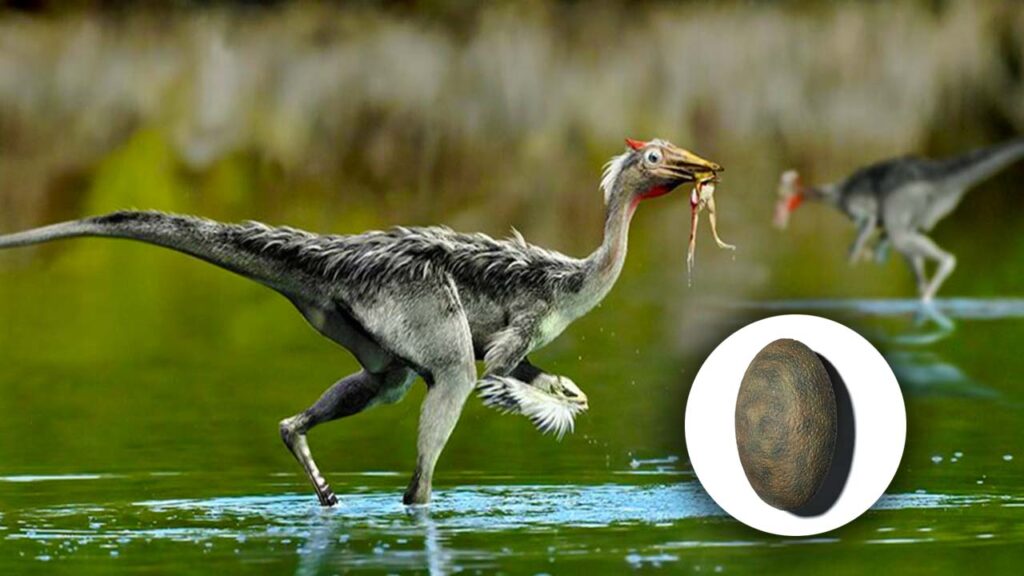 Dinosaur bird egg
