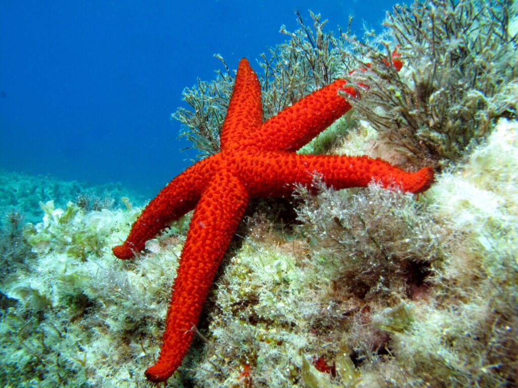 starfish