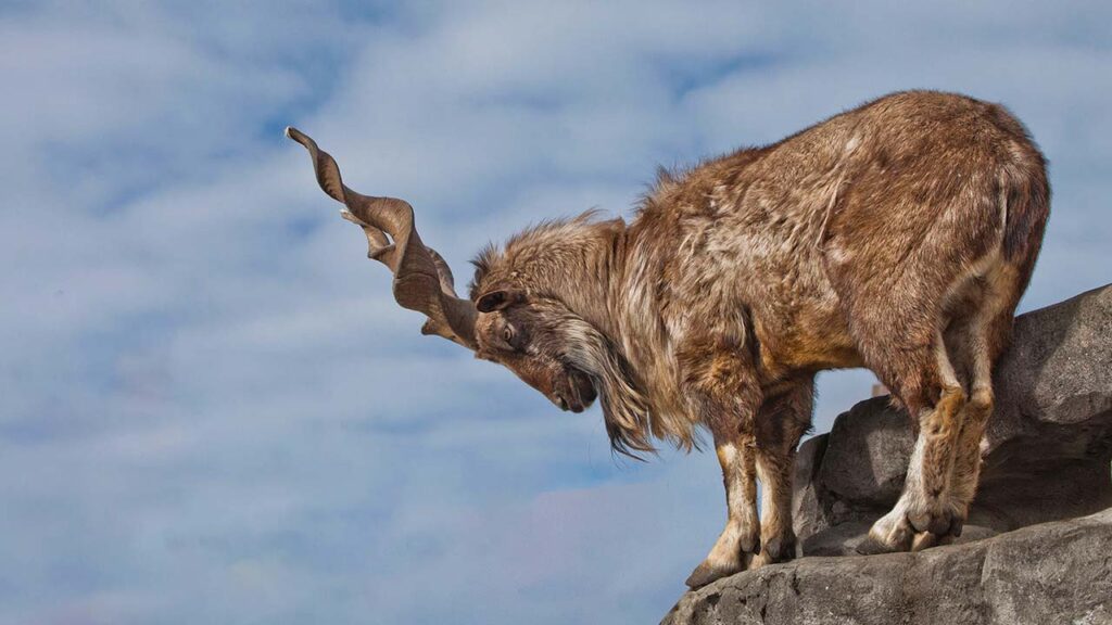 Markhor population increases in Pakistan