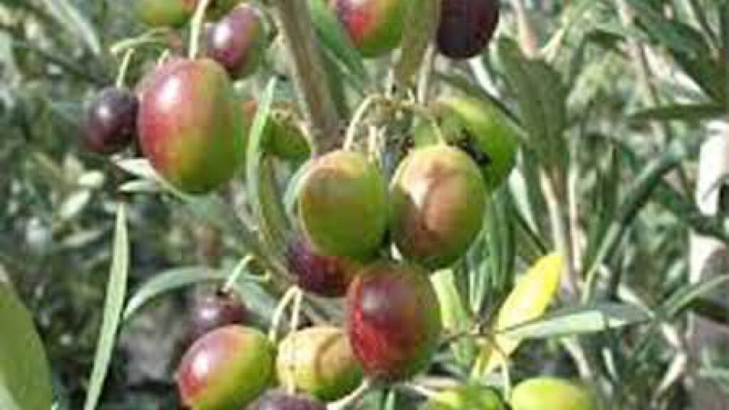 Olive farming