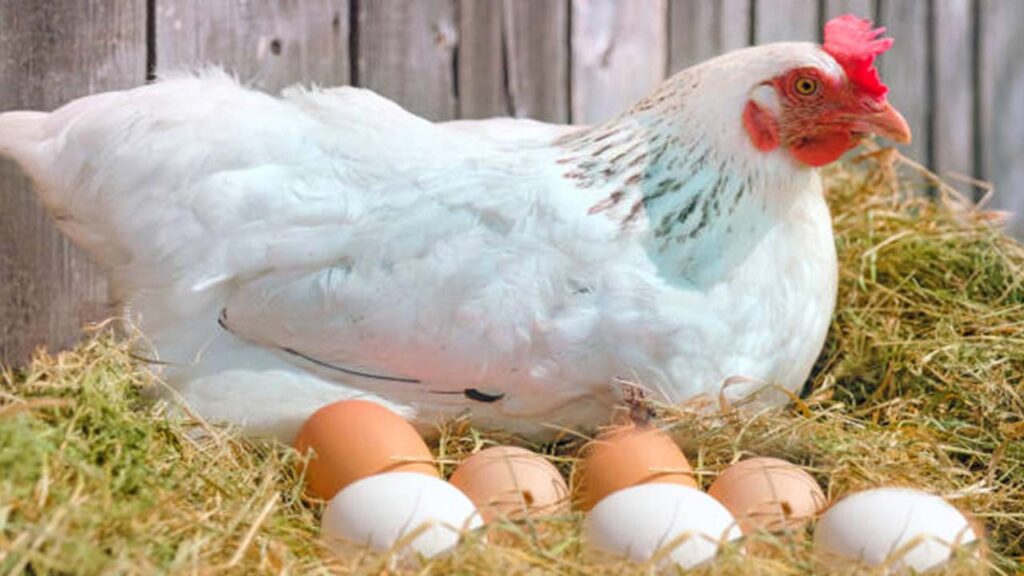 Chicken and egg prices increase in Pakistan