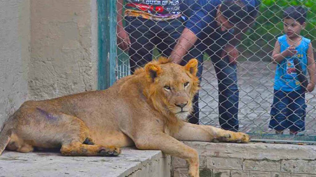 Lahore Zoo and Safari park upgrade 2024