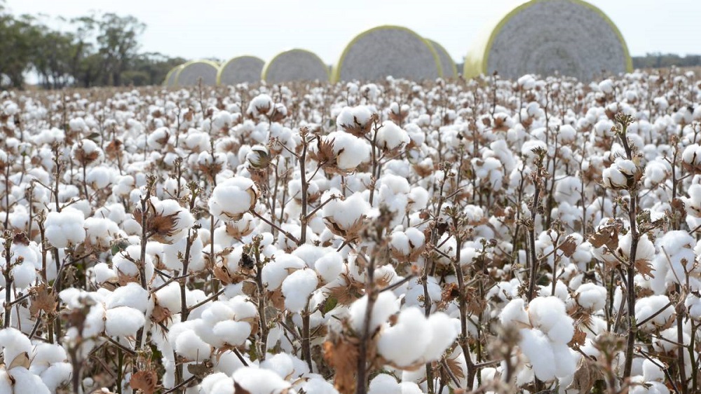 Cotton Yields