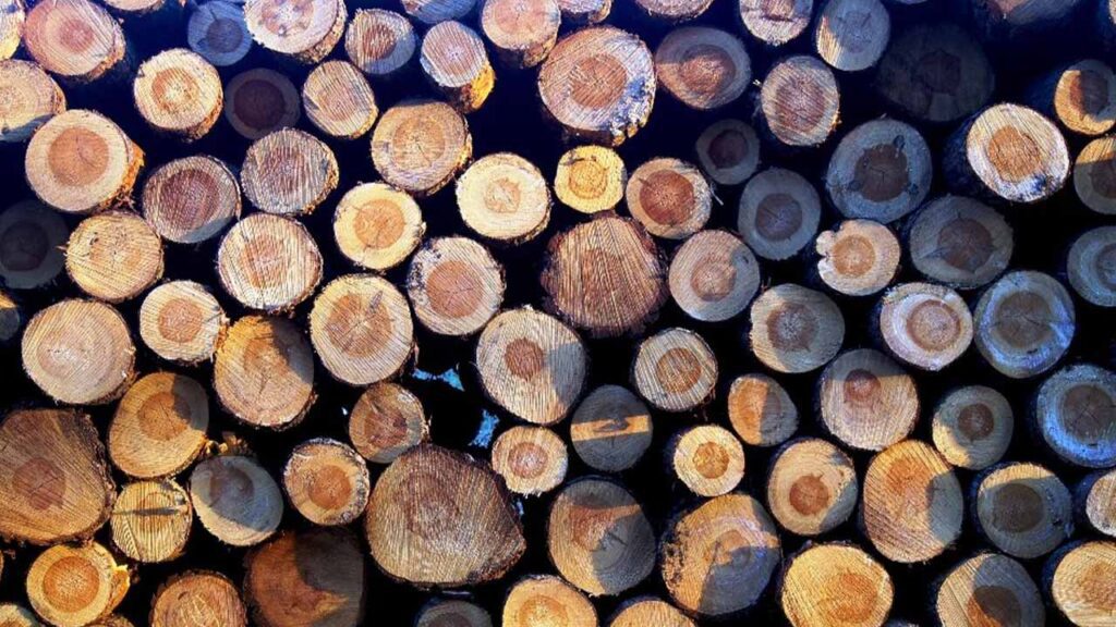 timber smuggling attempt Pakistan