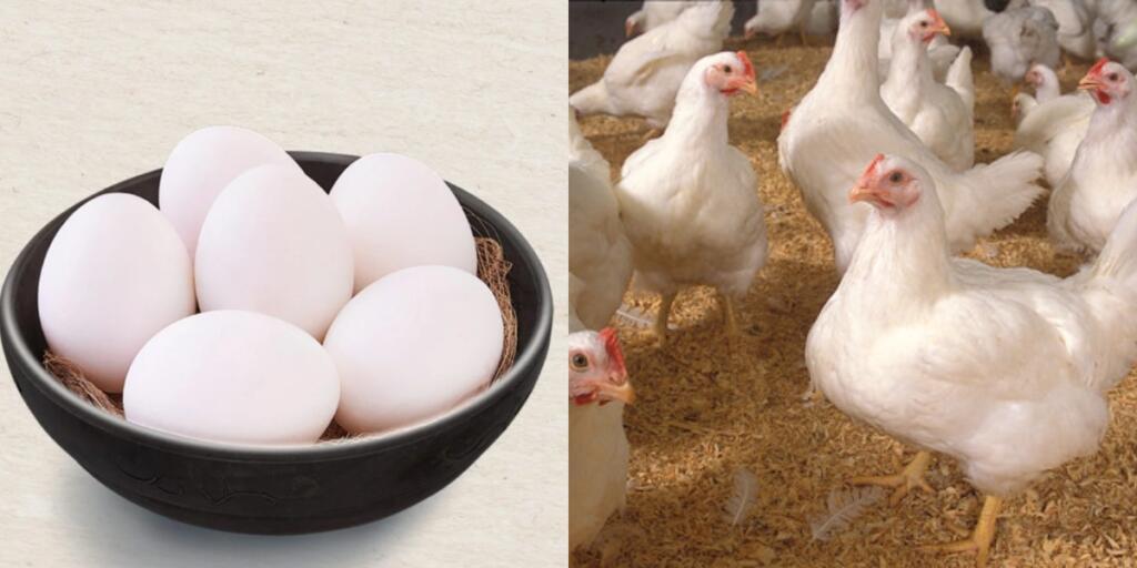 Chicken egg price