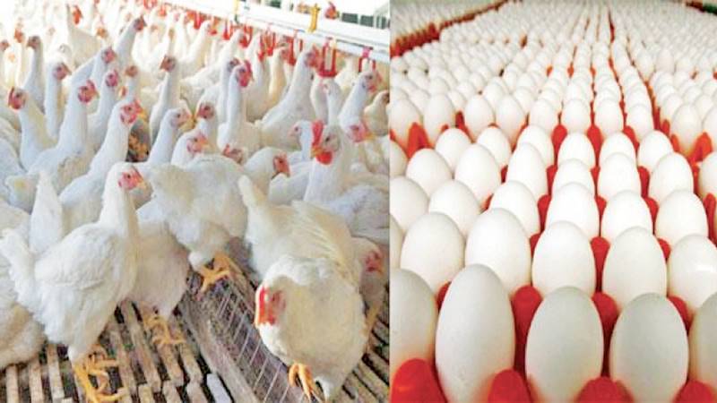 Chicken and egg prices