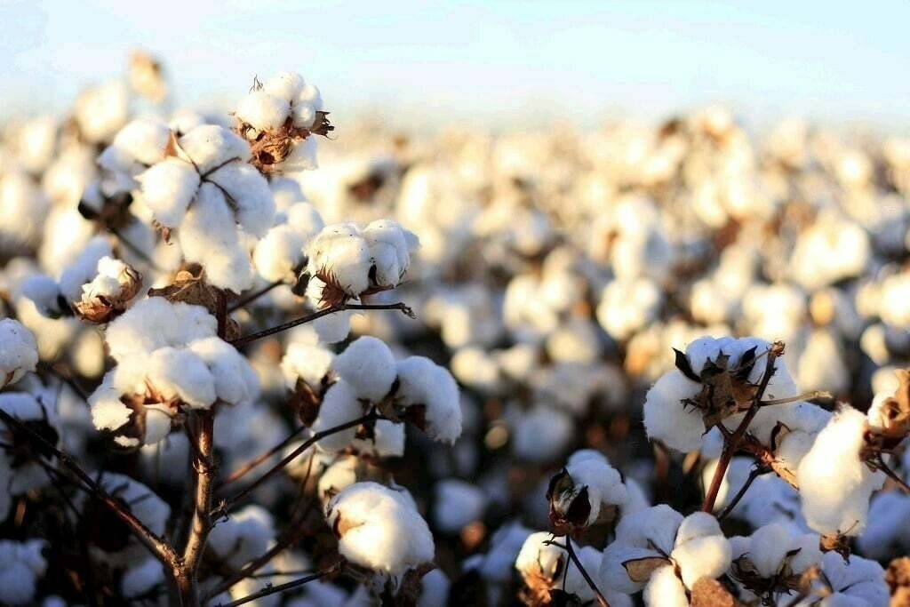 Cotton prices