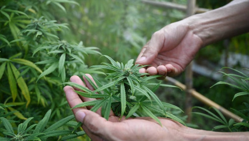 Government unveils cannabis control ordinance to regulate its cultivation and use