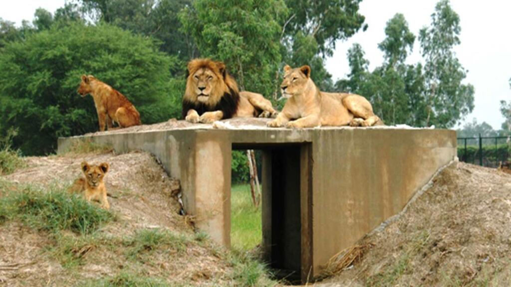 Lahore safari zoo opens for public