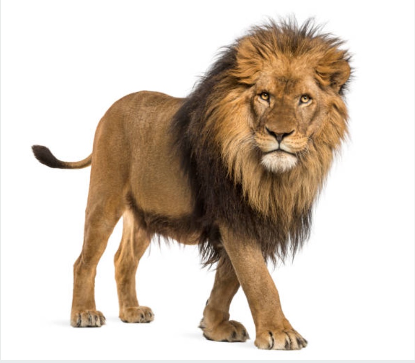 Lion in a zoo in Nigeria kills its keeper