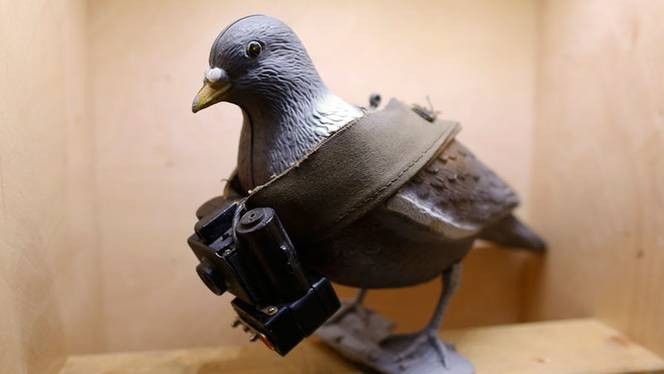 India releases pigeon accused of spying for China
