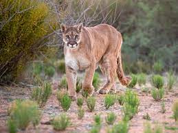 California mountain lion