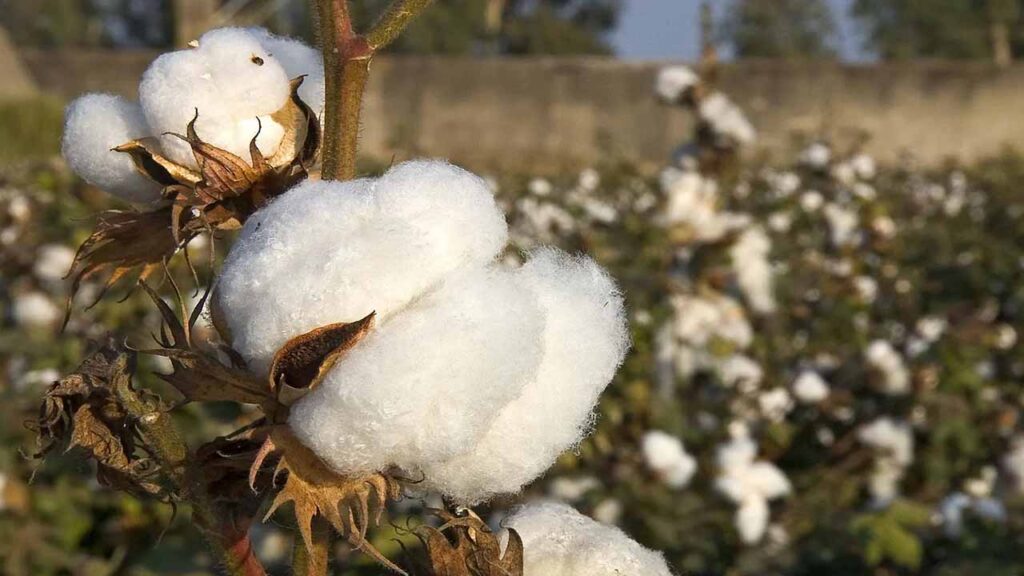 Cotton deliveries in Pakistan