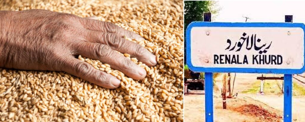 Recent rainfall has led to fears of wheat crop damage in Renala Khurd, located in the Okara district of Punjab in early hours of Wednesday.