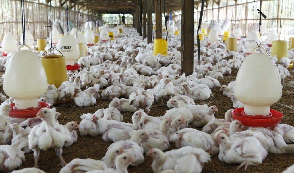 ban on export of chicks
