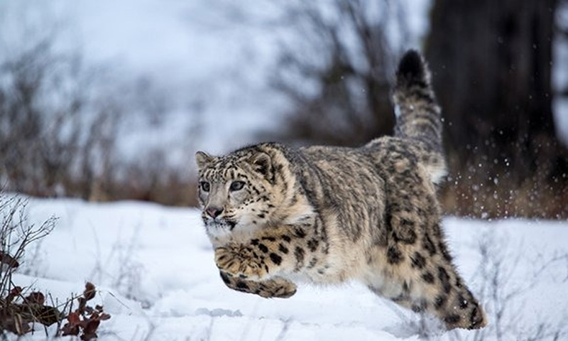 Snow leopard symbol