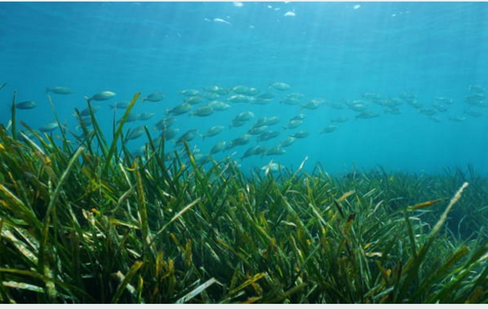 Battling climate change, Japan looks to seagrass for carbon capture