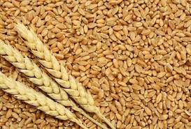 wheat procurement