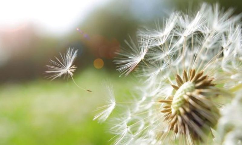 The Pakistan Meteorological Department reported alarming pollen counts for the capital, with at-risk people cautioned to take precautions.