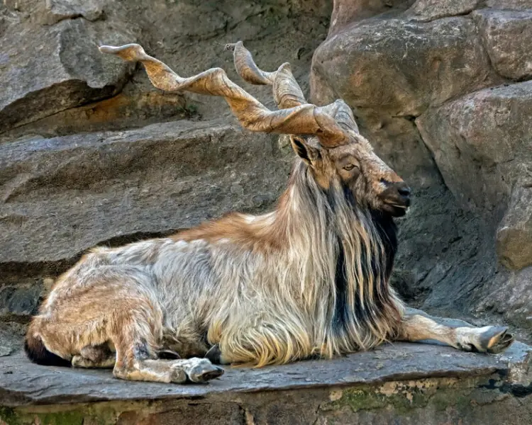 International Day of Markhor
