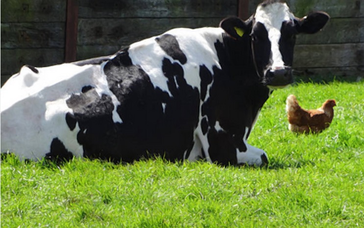 Bird flu virus particles were found in tissue samples taken from one dairy cow sent to slaughter at a United States (US) meat processing plant, but none were detected in samples from 95 other cattle, the United States Department of Agriculture (USDA) said on Friday.