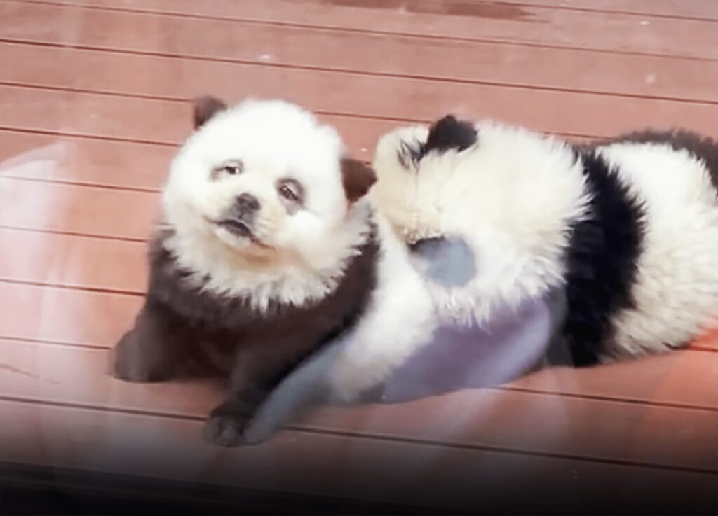 Visitors to the Taizhou Zoo in China got more than they bargained when they were greeted to a new exhibit – 