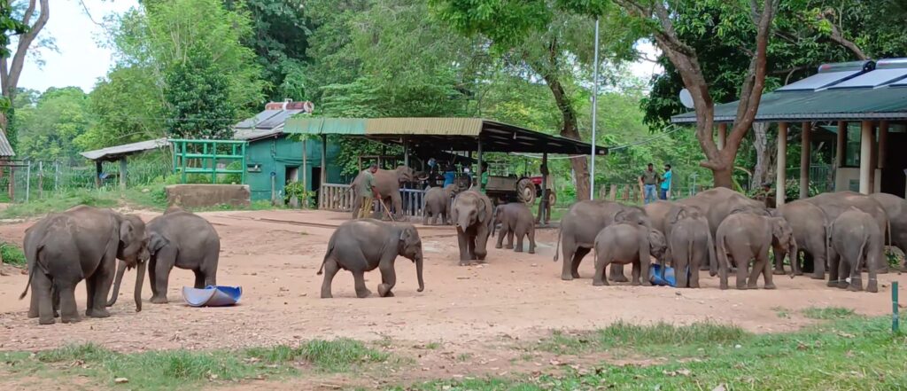 Sri Lankan elephants