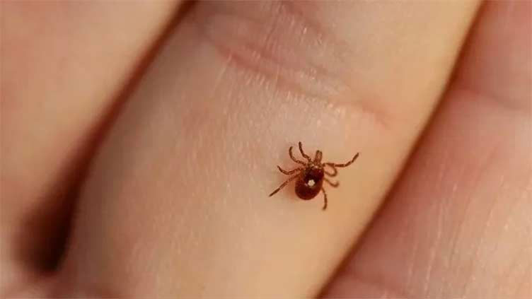 Congo virus Rawalpindi