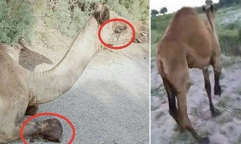 injured camel