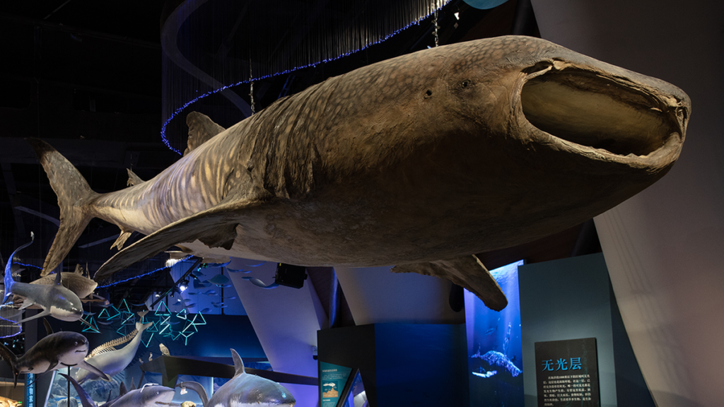 marine archaeology museum