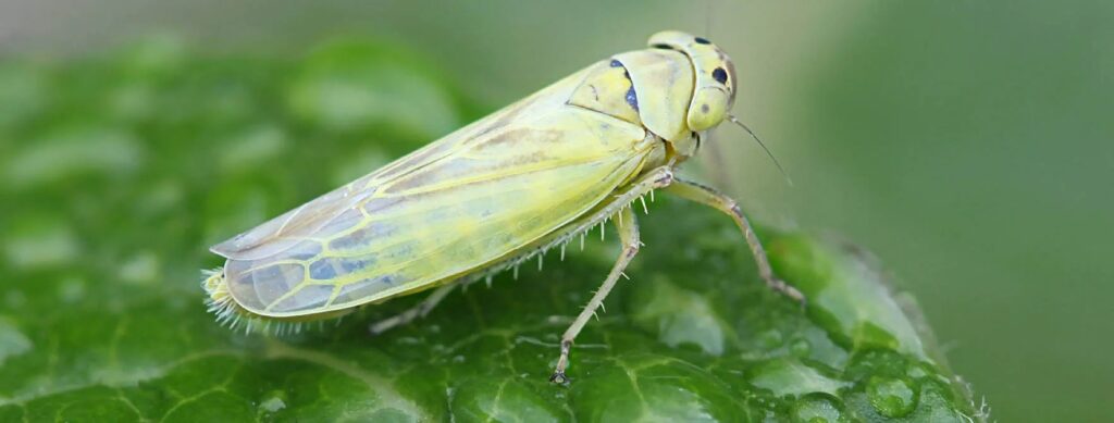 An Argentine scientific institute has cracked the genome of the leafhopper, the insect which carries the bacteria responsible for wiping out vast swathes of the South American nation's latest corn crop, the government said on Tuesday.
