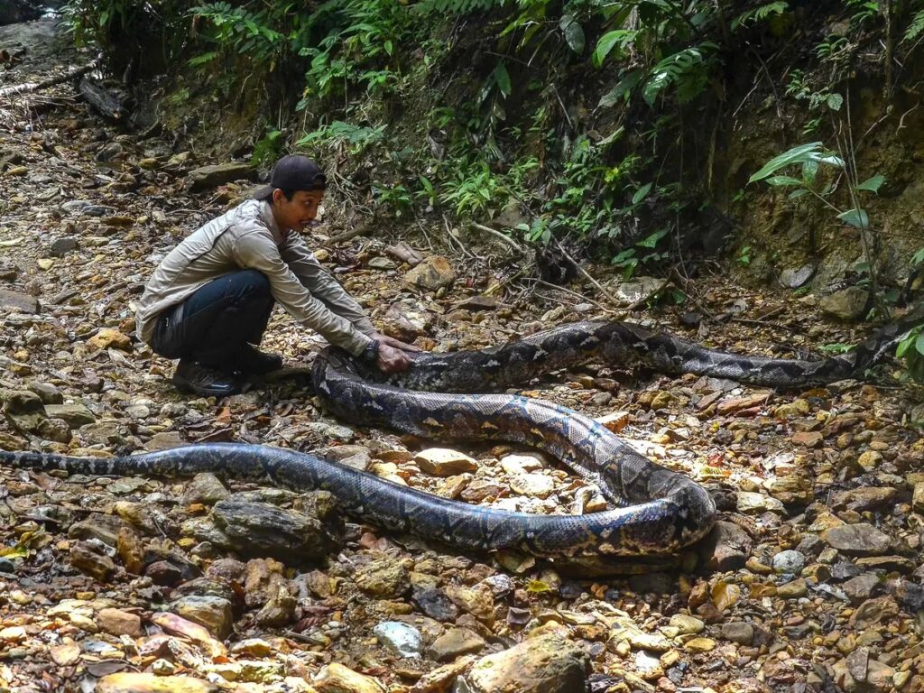 The body of the woman from South Sulawesi province was found fully clothed in the huge belly of the 5-meter snake.