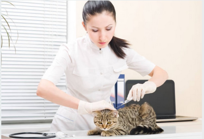he English government enacted a mandate requiring cat owners in England to ensure their felines are microchipped before they reach 20 weeks of age.