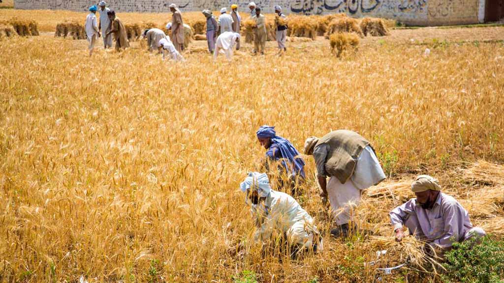 agriculture sector contribution to Pakistan GDP