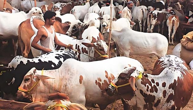 Rawalpindi cattle markets