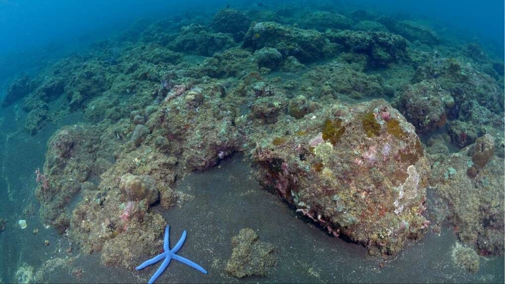 Indonesian conservationist Nyoman Sugiarto has been working for 16 years to preserve coral on the reefs of Bali, but the frequency of mass coral bleachings he says is now devastating.