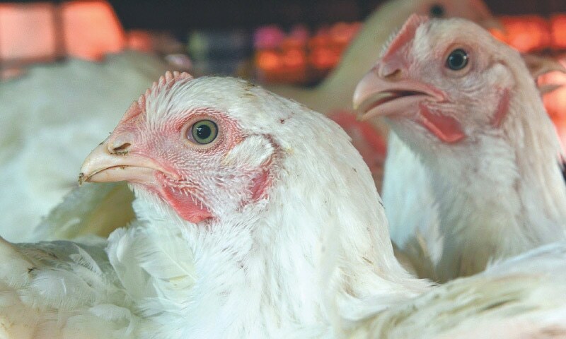 chicken prices rise