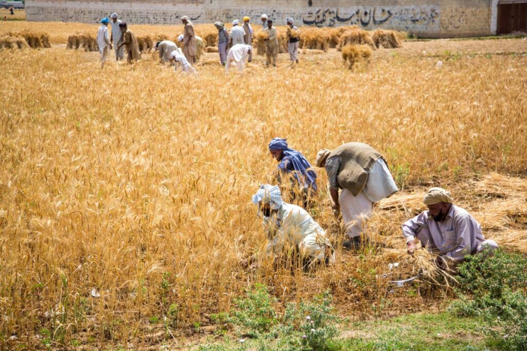Pakistan's agricultural sector achieved a record as agro-exports increased past $8 billion for the first time in the fiscal year (FY) July 2023 till June 2024.