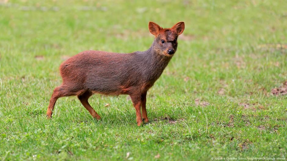 Pudus are tiny South American deer, with grown animals weighing only as much as a watermelon. And now a pudu fawn is making its debut at a zoo in New York City.