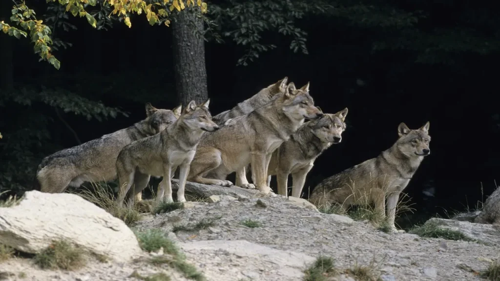 wolves