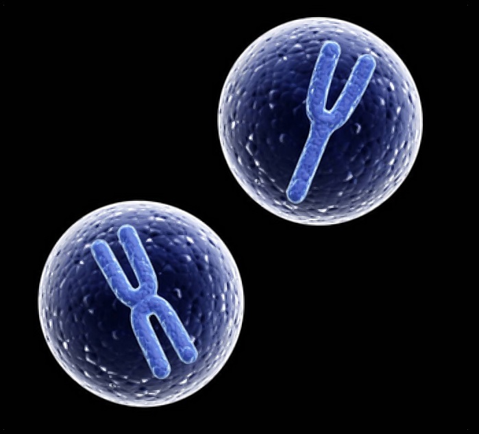 The human chromosome (Y chromosome) that determines male sex and reproduction function is undergoing a significant decline, a recent study found.