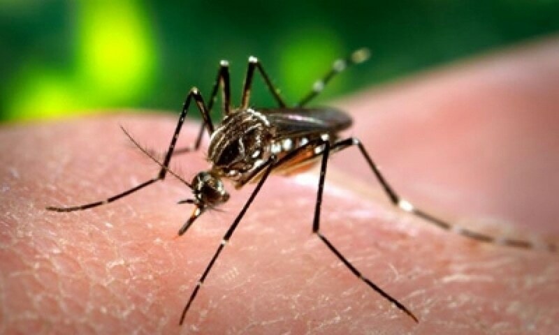 Dengue Rawalpindi